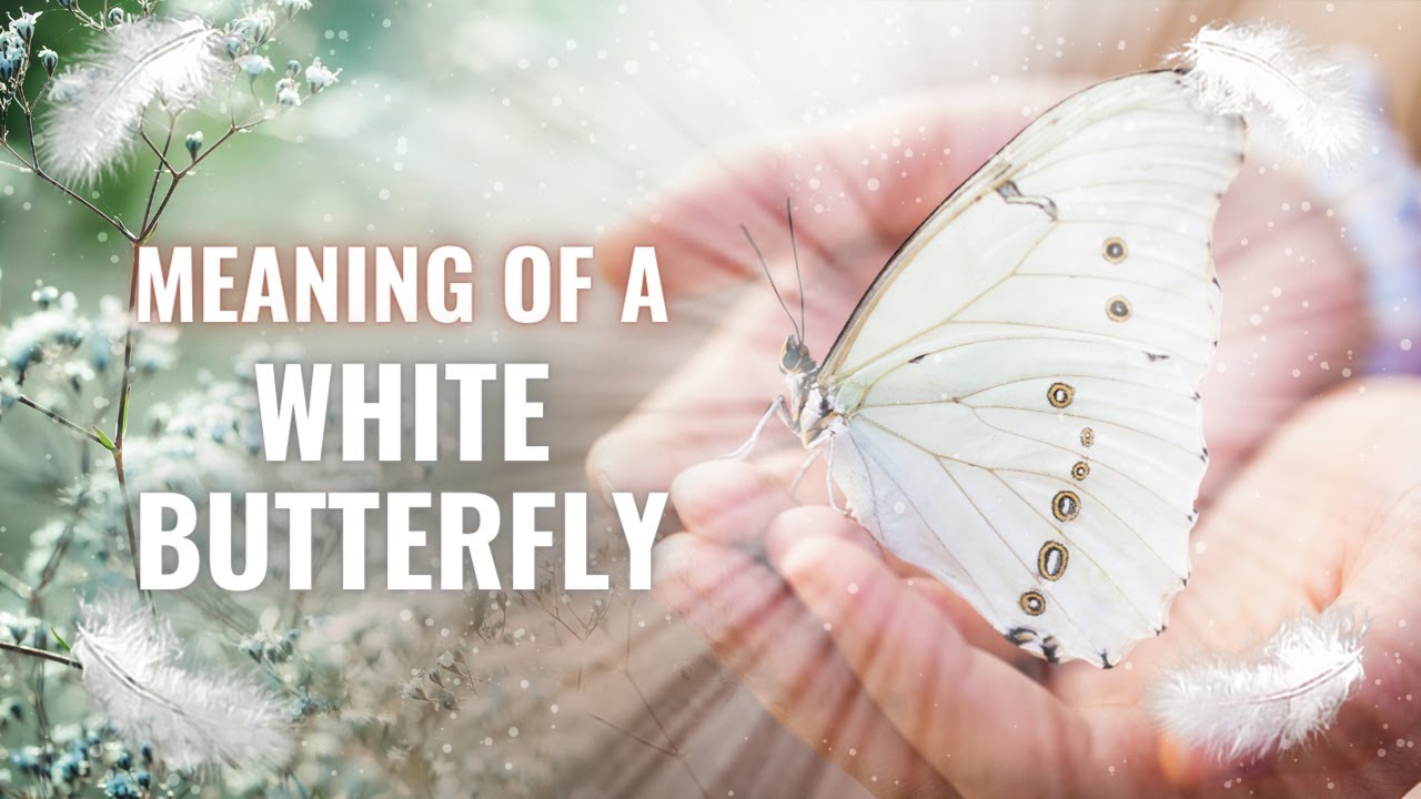 White Butterfly Spiritual Meaning. - I'm Destined For spiritual bath